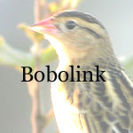 Bobolink