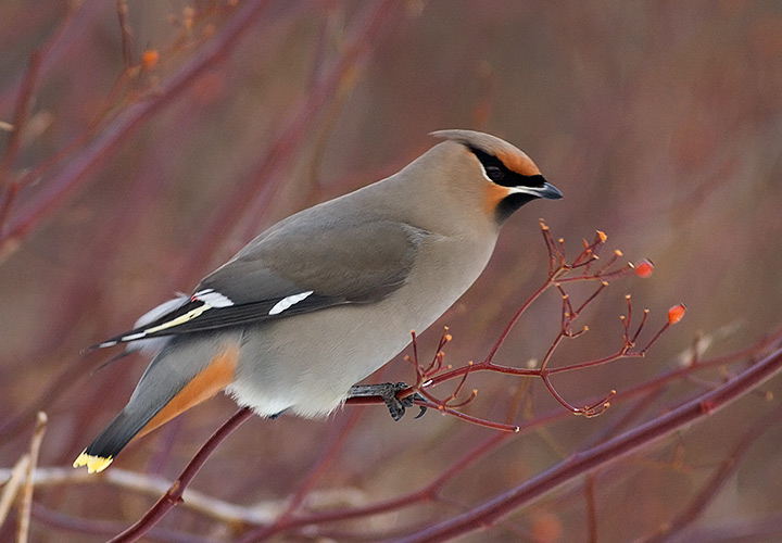 Bohemian Waxwing