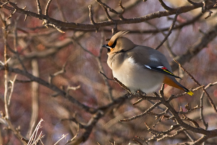 Bohemian Waxwing