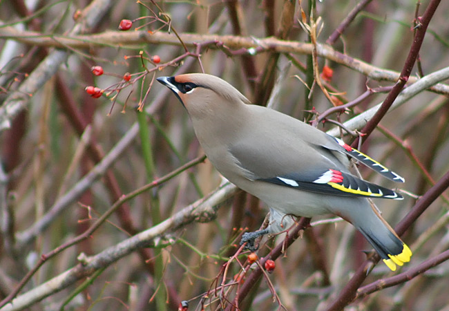 Bohemian Waxwing