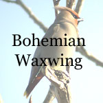 Bohemian Waxwing