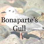Bonaparte's Gull