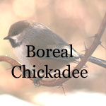 Boreal Chickadee