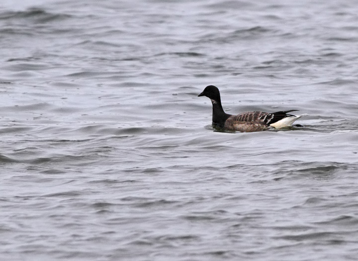 Brant