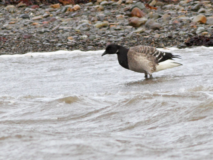 Brant