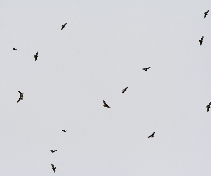 Broad-winged Hawk
