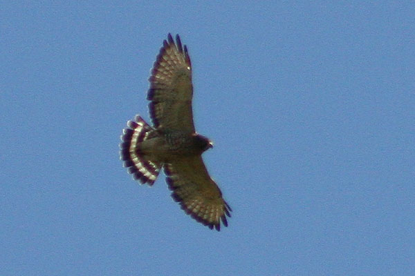 Broad-winged Hawk