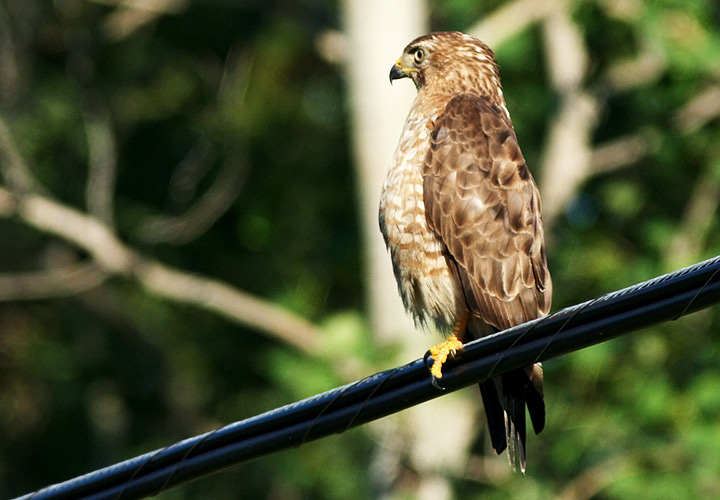Broad-winged Hawk