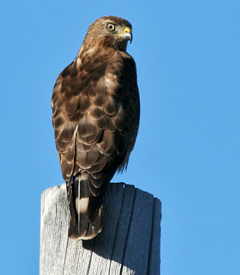 Broad-winged Hawk