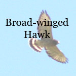Broad-winged Hawk
