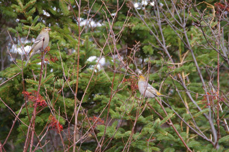 Pine Grosbeak
