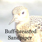 Buff-breasted Sandpiper