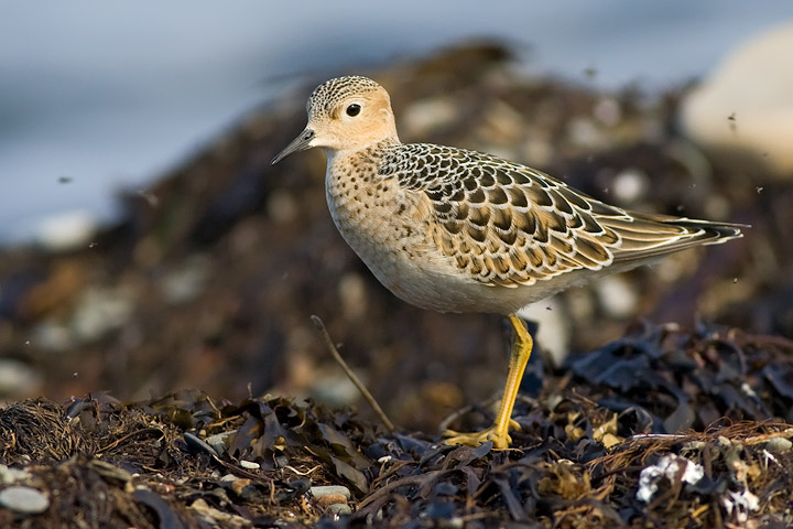 Buff-breasted Sandpiper