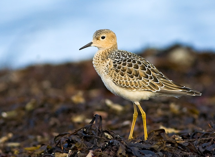 Buff-breasted Sandpiper