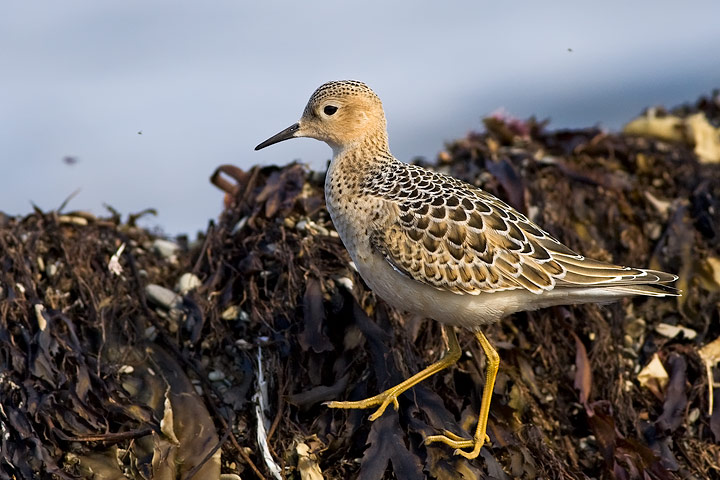 Buff-breasted Sandpiper