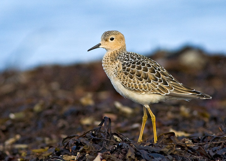 Buff-breasted Sandpiper