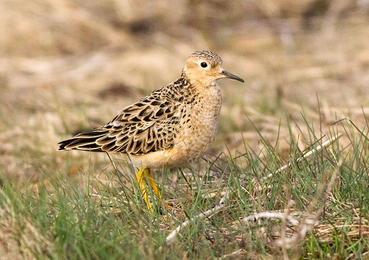 Buff-breasted Sandpiper
