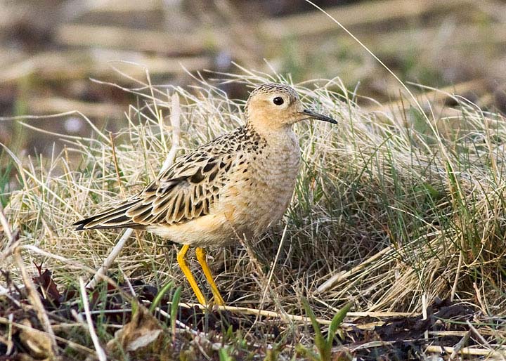 Buff-breasted Sandpiper