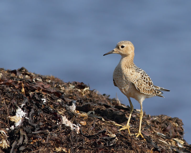 Buff-breasted Sandpiper