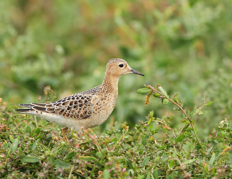 Buff-breasted Sandpiper