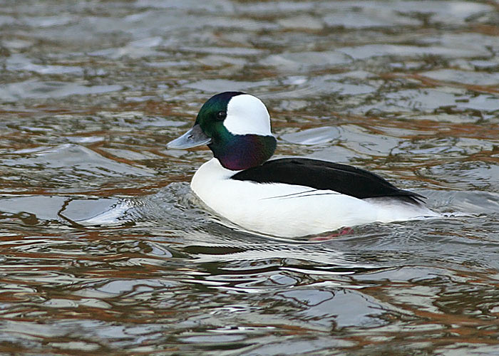 Bufflehead