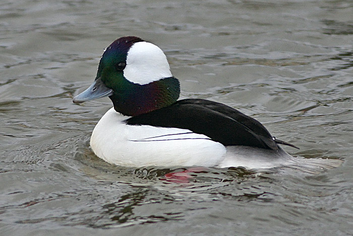 Bufflehead
