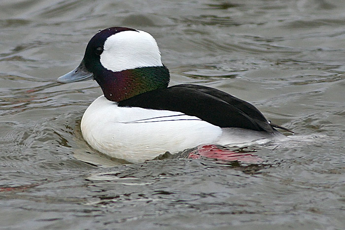 Bufflehead