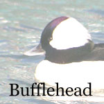 Bufflehead