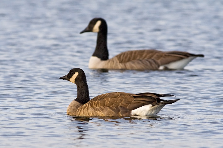 Canada Goose