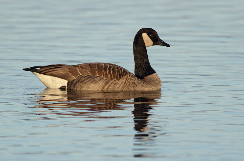 Canada Goose