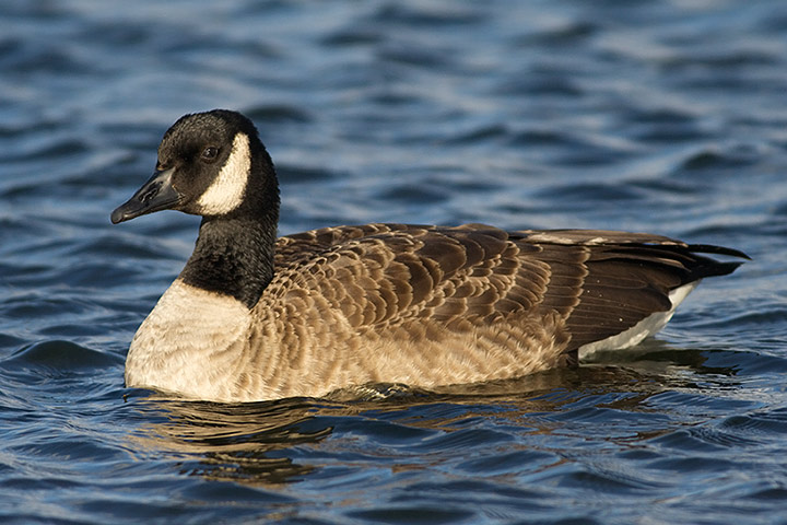 Canada Goose
