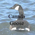 Canada Goose