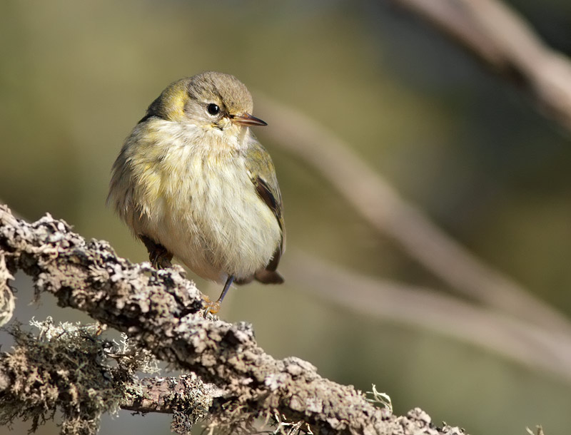 Cape May Warbler