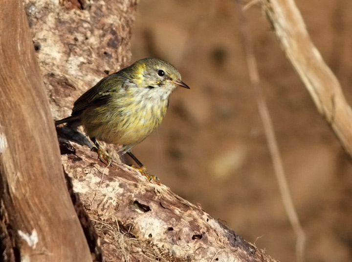 Cape May Warbler