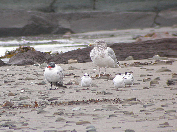 Caspian Tern