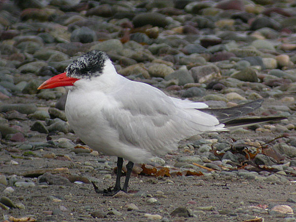 Caspian Tern