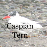 Caspian Tern