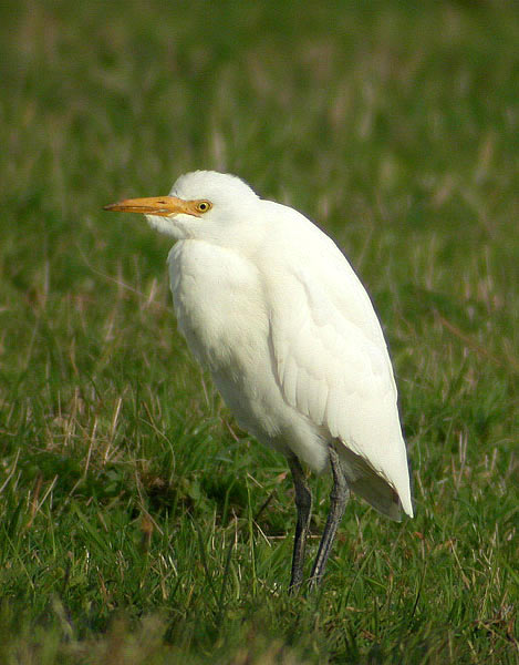 Cattle Egret