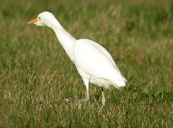 Cattle Egret
