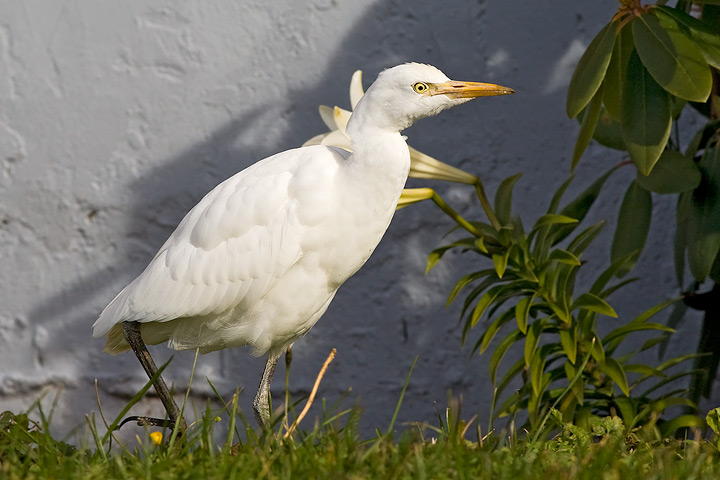 Cattle Egret
