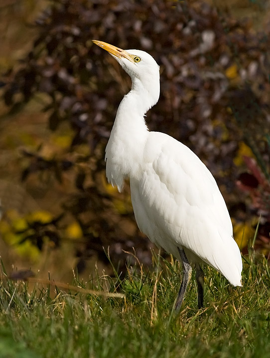 Cattle Egret