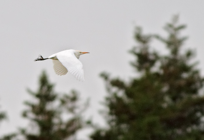 Cattle Egret