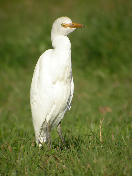 Cattle Egret