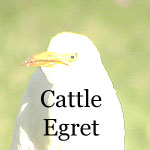 Cattle Egret