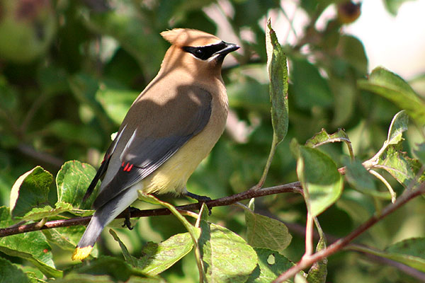 Cedar Waxwing