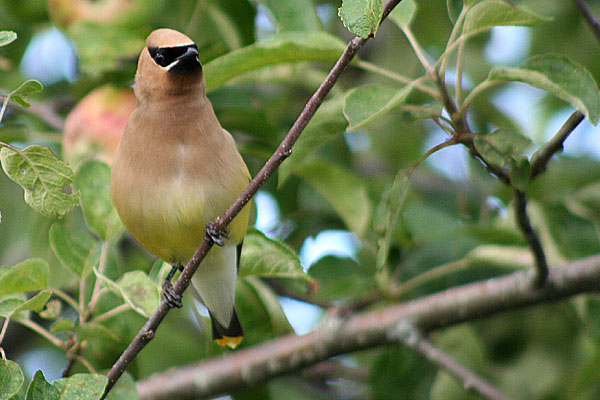 Cedar Waxwing