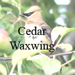 Cedar Waxwing