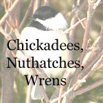 Chickadees, Titmice, Nuthatches, Wrens