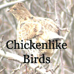 Pheasant, Grouse, Turkey, Quail