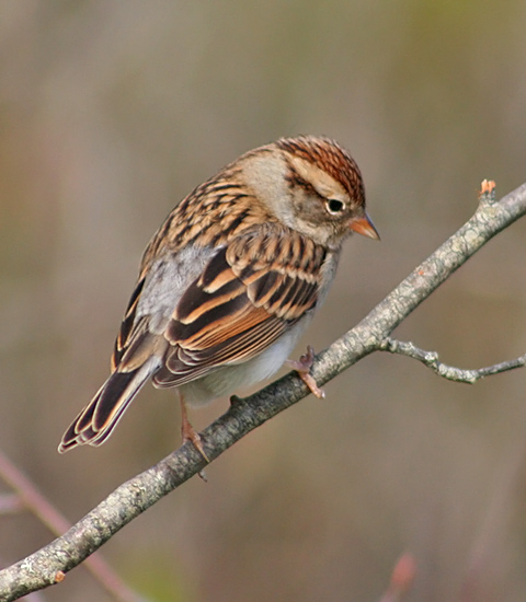 Chipping Sparrow